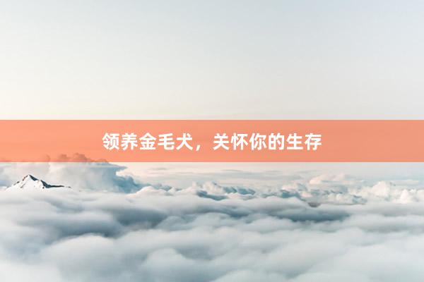 领养金毛犬，关怀你的生存
